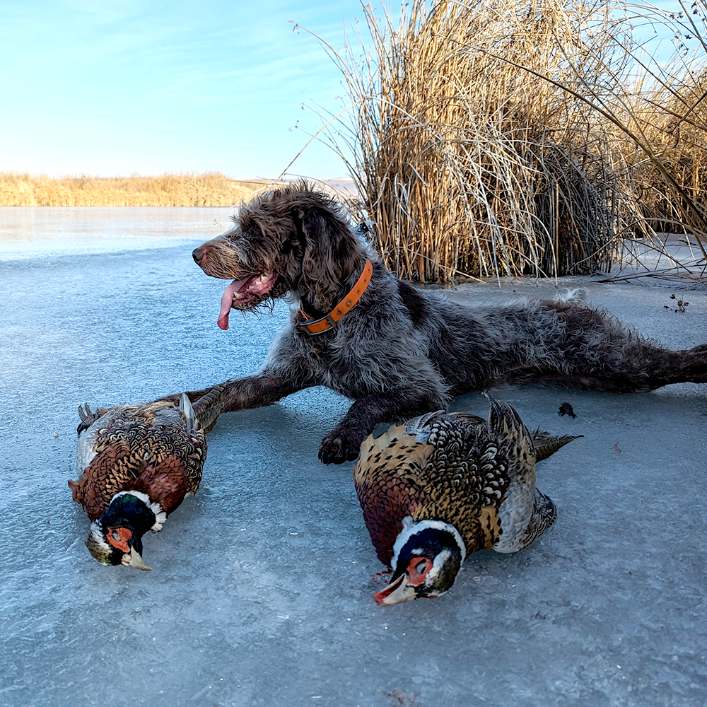 Stocked Pheasant/ Upland Game Booking