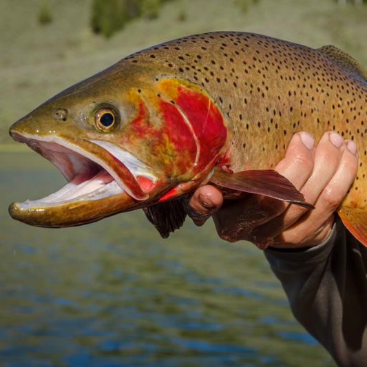 Provo Fishing Day Trip Booking