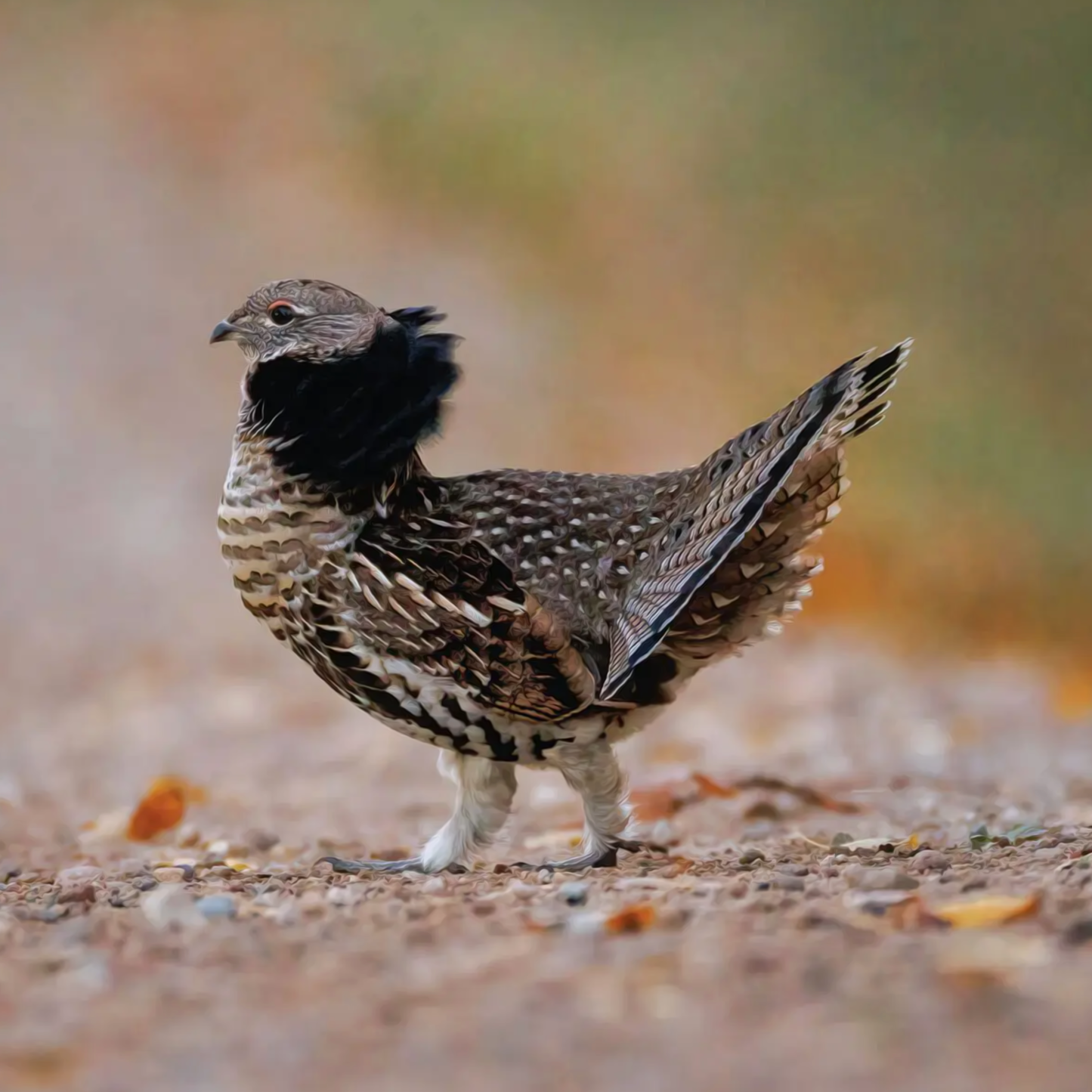 Private Land Grouse Hunt Booking