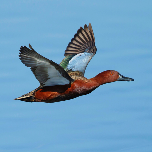 Public Land Water Fowl Booking